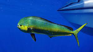 Mahi Mahi Fishing Tips Beach Resorts Pet Resort Fishing Tournaments