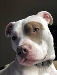 Black And Brown Pitbull Black Brown White Pitbull Names In 2020 Pitbull Mix Breeds Pitbull Mix Puppies Beautiful Dogs