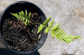 Image result for Dryopteris antarctica