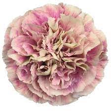 Pin On Charlotte Grant Wedding Ideas