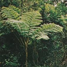 Image result for Cyathea manniana