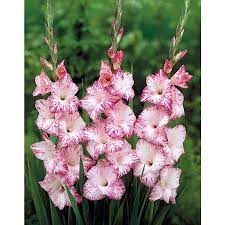 25 Count My Love Gladiolus Bulbs Lowes Com Gladiolus Bulbs Gladiolus Winter Plants