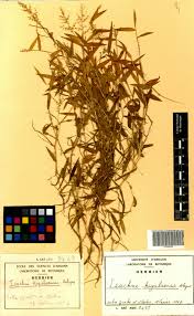 Image result for Isachne kiyalaensis