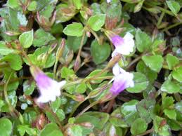 Image result for Lindernia conferta