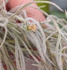 Spanish moss, tillandsia usneoides, isn't moss at all. Spanish Moss Grow And Care For Tillandsia Usneoides Epic Gardening