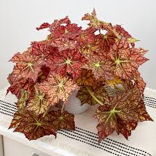 Image result for Begonia elatostemmoides