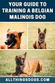 Belgian Malinois Dog Belgian Malinois Dog Malinois Dog Belgian Malinois