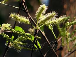 Image result for Terminalia neotaliala