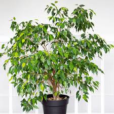 Image result for Ficus muelleriana