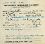 Image result for Habenaria debeerstiana