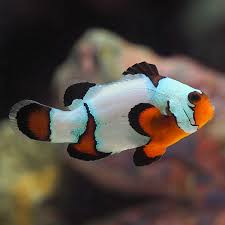 Image result for clownfish