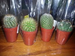 Maybe you would like to learn more about one of these? Walmart Cactus Help