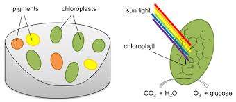 A plant cell contains more structures than an animal cell which just contains a nucleus, cytoplasm and a cell membrane but may also contain small vacuoles. Colorful Leaves