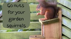 I've said before that it's not something you should do without doing. Want To Encourage Squirrels Into Your Garden Youtube
