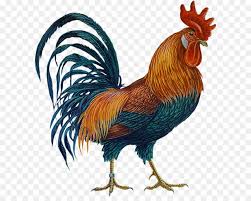 Over 271 rhode island red chickens pictures to choose from, with no signup needed. Chicken Cartoon Png Download 654 704 Free Transparent Rhode Island Red Png Download Cleanpng Kisspng