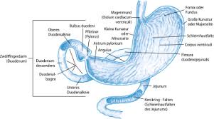 Gastrointestinaltrakt Speiserohre Magen Und Dunndarm Springerlink
