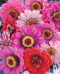 Pin On Garden Ideas