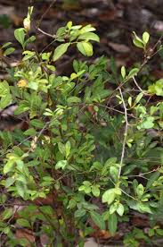 Image result for Erythroxylaceae