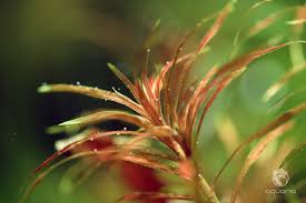 Image result for Blyxa