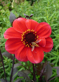 Dahlia Sarah From Cally Gardens Dahlialove
