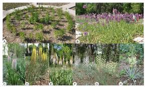 Image result for Dipcadi vaginatum