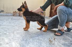 Do your breeders ship german shepherd puppies out of state? Pablo Escobar Kennel Pakistan Pekpofficial Twitter