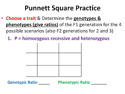 Genetics practice problem worksheet on the dihybrid two factor cross suitable for biology or life science students in grades 8 12 this is a 6 page worksheet of 11. More Dihybrid Crosses Worksheet Printable Worksheets And Activities For Teachers Parents Tutors And Homeschool Families