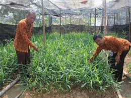 Saat menanam jahe merah di kebun kurang lebih sama dengan menanam didalam polybag. Budidaya Jahe