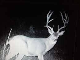 Black Tail Buck Caught On Trail Cam In Beautiful Southern Oregon Mule Deer Deer Family Hunting Fishing