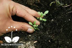 Transplanting Poppy Seedlings Seedlings Poppy Sprouts Poppies
