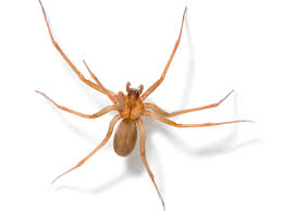 What does a brown recluse spider bite look like i have a bite on index finger and the skin is coming off. Brown Recluse Spider Bites