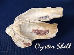 Pin On Diy Handmade Seashell Ash Tray