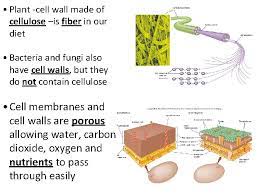Plant cells have rigid thick cell walls composed primarily of cellulose and pectin. Cell Membrane Transport Notes Cell Membrane And Cell