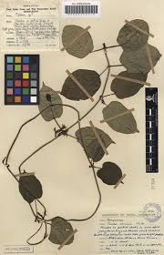 Image result for Telosma africana