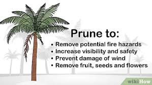 Maybe you would like to learn more about one of these? How To Trim A Palm Tree 13 Steps With Pictures Wikihow