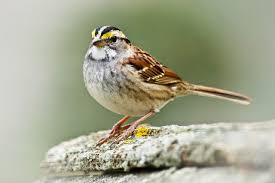Bird With White Stripe On Head White Throated Sparrow Zonotrichia Albicollis Brown Above Gray Below The Striking Black White Striped Head Is Augmented B With Images Sparrow Birds Bird Species
