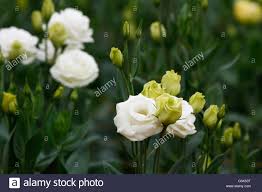E' precoce nella fioritura e davvero spettacolare. Fiori Che Assomigliano Alle Rose