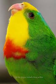 Pin By Olesya Afanaseva On Lagos Beautiful Birds Colorful Birds Parrot