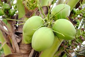 Image result for Cocos nucifera