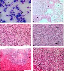 Are certain dogs predisposed to canine tumors? Pulmonary Papillary Adenocarcinoma With Aspergillus Versicolor Infection In A Dog Sciencedirect