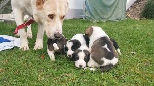 Zwei außergewöhnliche hunde mit einem reichen stammbaum mit schönen blicken und typen. Alabai Welpen Mittelasiatischer Owtscharka 2 5 Wochen Alt Youtube