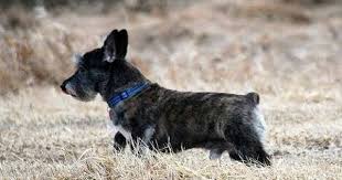 Black And Tan Corgi Mix Mix Corgi Y Scottie Corgi Cross Breeds Dog Crossbreeds Corgi Mix