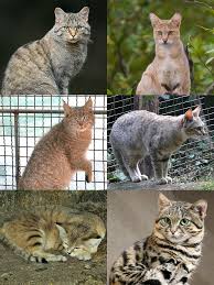 قط (جنس) - ويكيبيديا