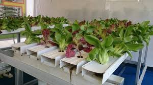 Berbagai tanaman seperti sayur sayuran. Ayo Tanam Sayur Di Pekarangan Rumah Tribun Medan