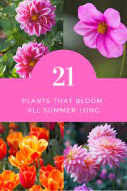 May 14, 2021 · these container gardening ideas are full of summer bloomers, they're great in the heat, and they're full of vibrant colors to add life to your seasonal gardening adventures. 21 Plants That Bloom All Summer Long Summer Blooming Flowers Container Gardening Flowers Plants That Bloom All Summer Long