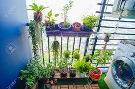 Hoy aprendemos a plantar tomates en botellas de plastico colgantes. Plantas Naturales En Las Macetas Colgantes En El Balcon Del Jardin Fotos Retratos Imagenes Y Fotografia De Archivo Libres De Derecho Image 87759304