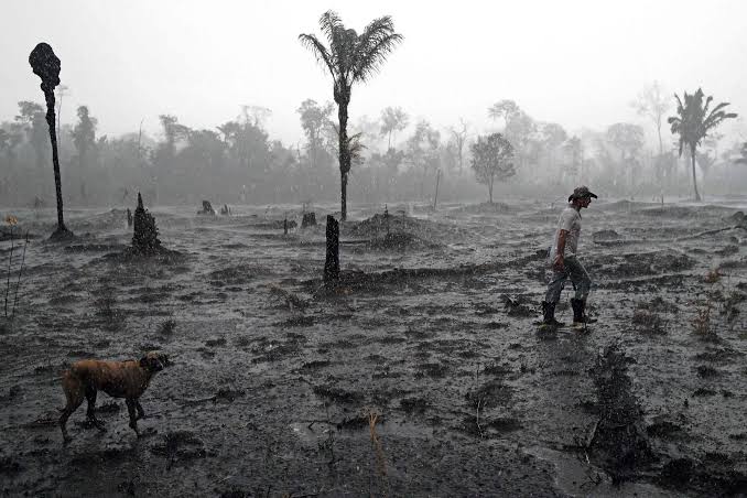 Mass Extinctions Are Accelerating, Scientists Report - The New York Times
