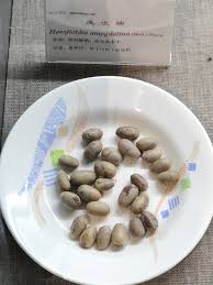 Image result for Myristicaceae