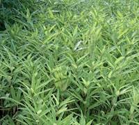 Image result for Shibataea