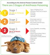 Some common signs of antifreeze poisoning in dogs and cats include Caninemasterantifreeze Is Highly Toxic To Dogs And Cats It Tastes Good So They Are Attracted To It Use Caution When Using This Canine Poison Control Dog Cat